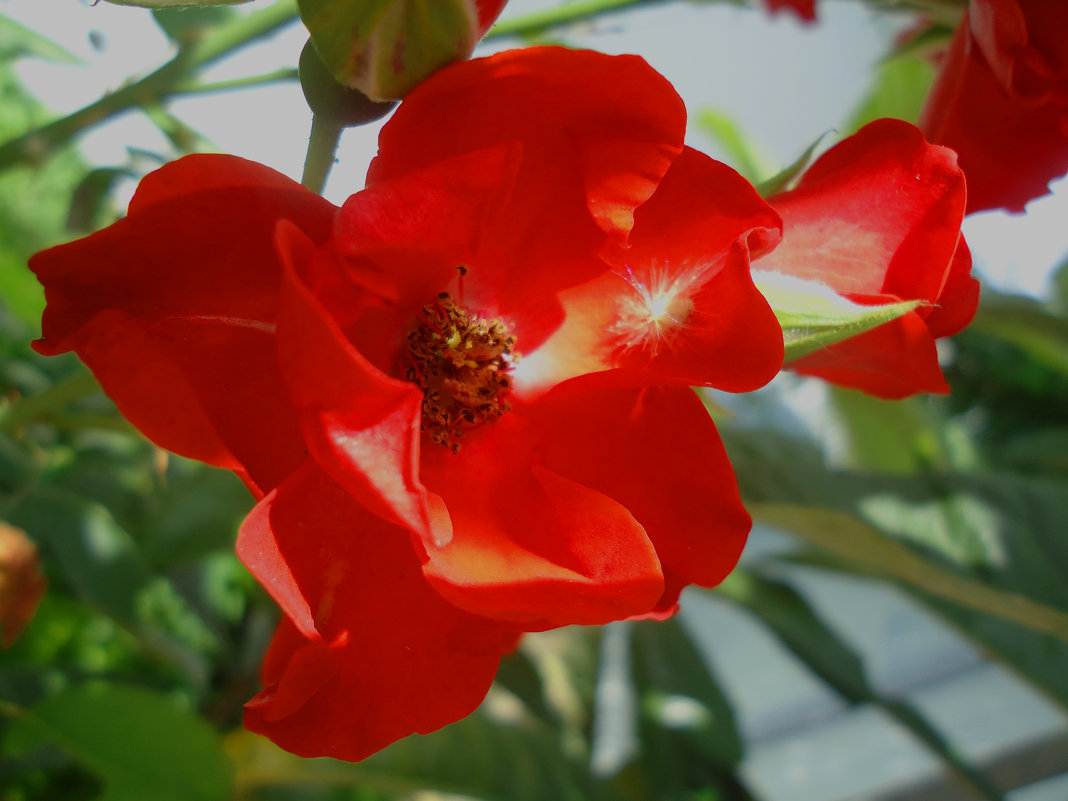В красном цвете - Ирина 