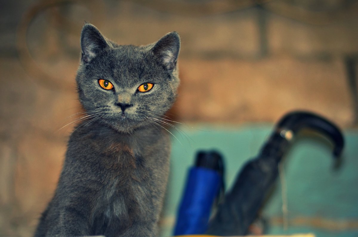 Нереальный кот, нереальный взгляд)) - Ксения Базарова