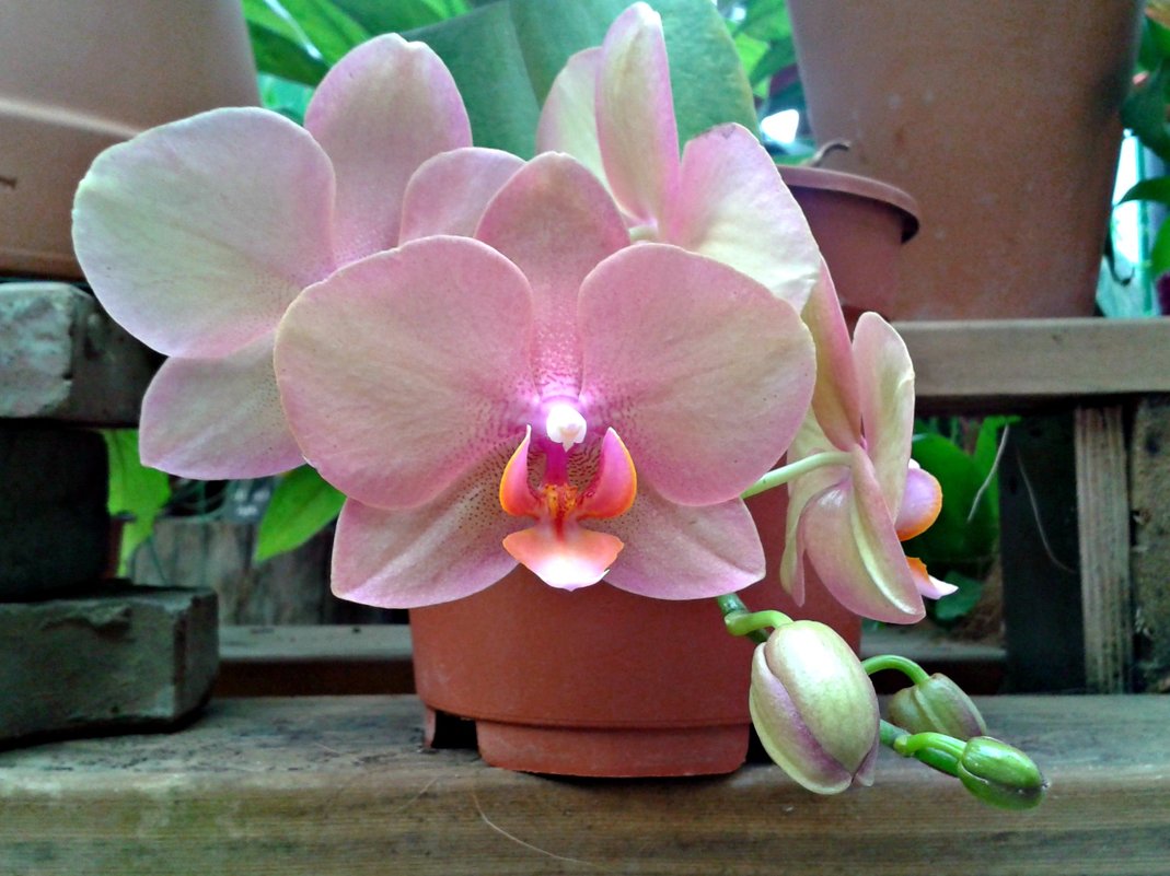 Орхидея - Natali 