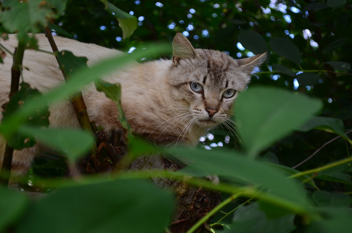 котэ в засаде - Ирина Анчутина