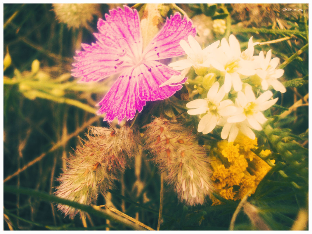 полевые цветы - Viktoriya Bilan