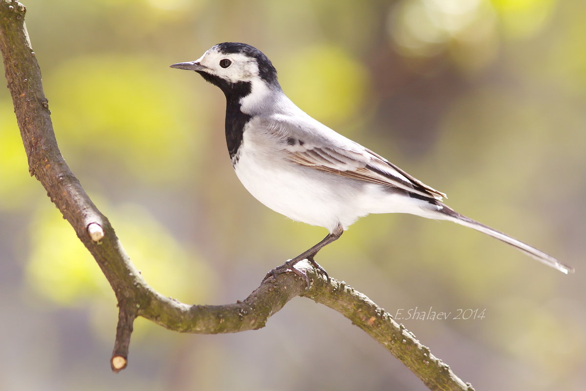 Белая трясогузка — Motacilla alba - Евгений 