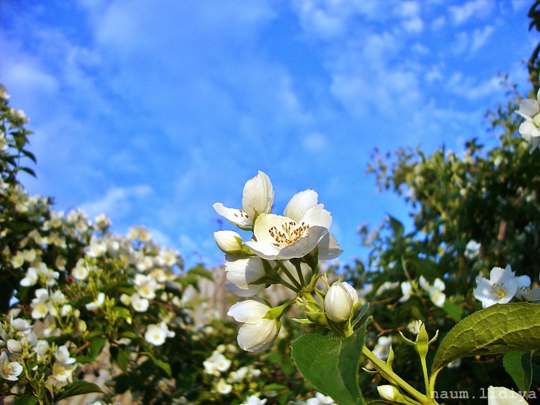 Волнительное цветение жасмина - Лидия (naum.lidiya)