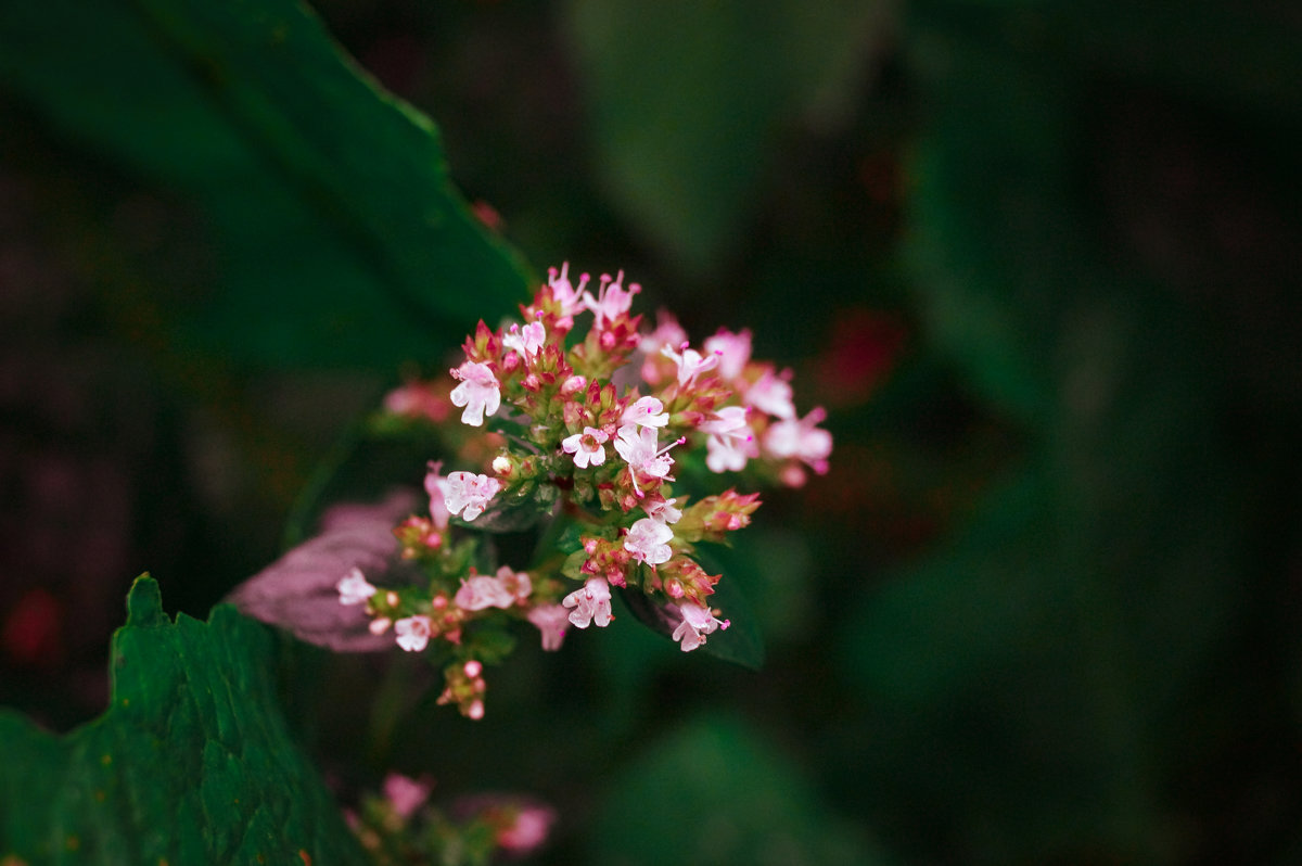 Цветок после дождя - Виктория Альшанец