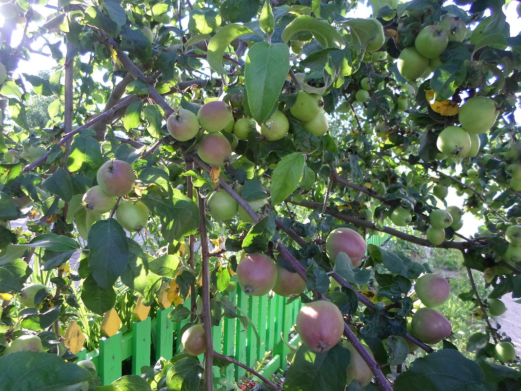 Яблочки монастырского сада - BoxerMak Mak