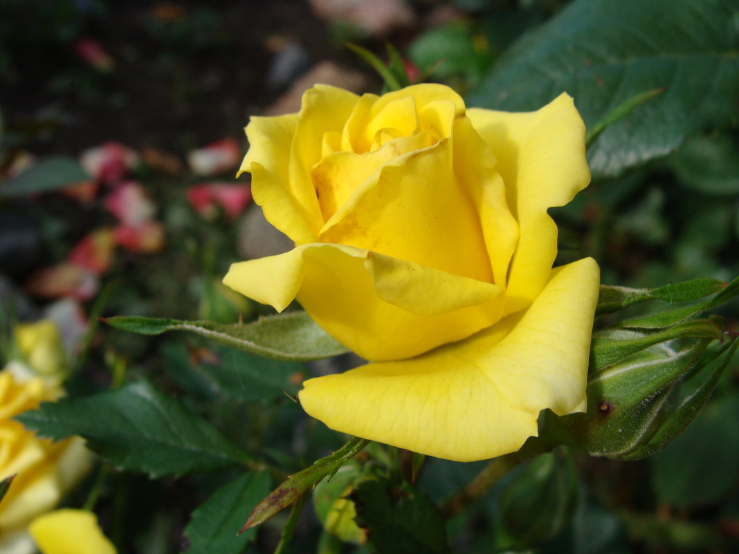 Роза жёлтая - laana laadas