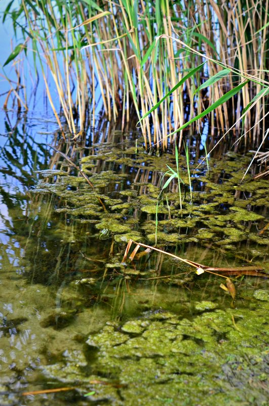 Я водяной, я водяной, никто не водится со мной) - Ксения Базарова