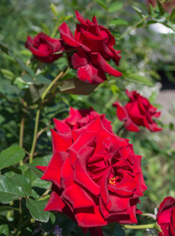 Розы возле дома на клумбе - Евгения Сихова