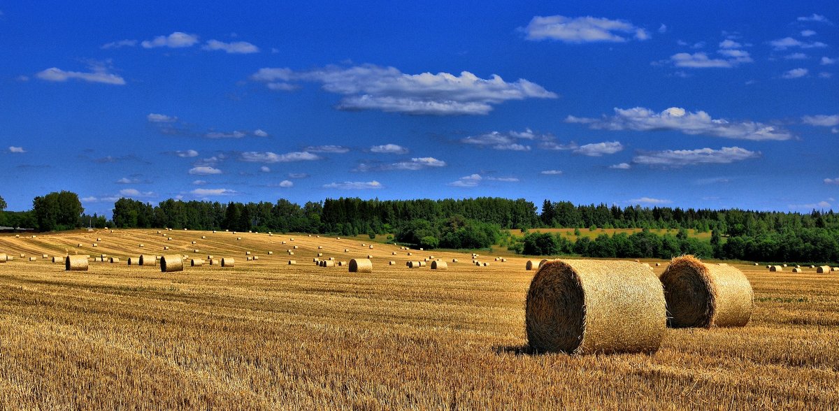 Сбор урожая пшеницы - Андрей Куприянов