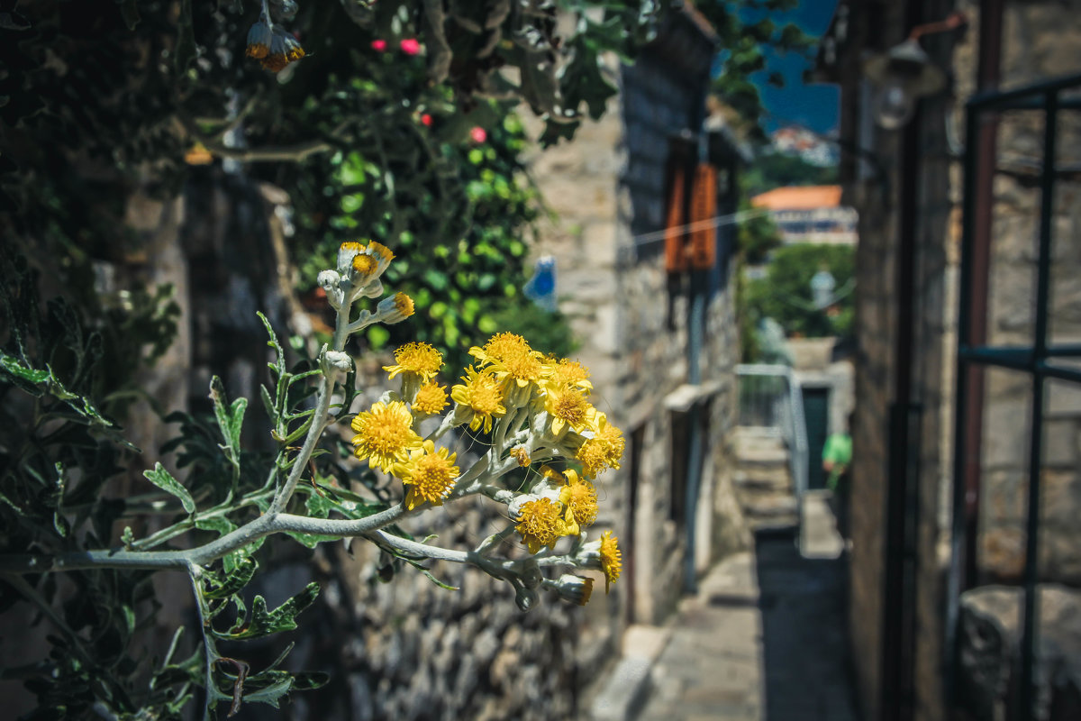 Dubrovnik/Croatia/Walking - Alena Kramarenko