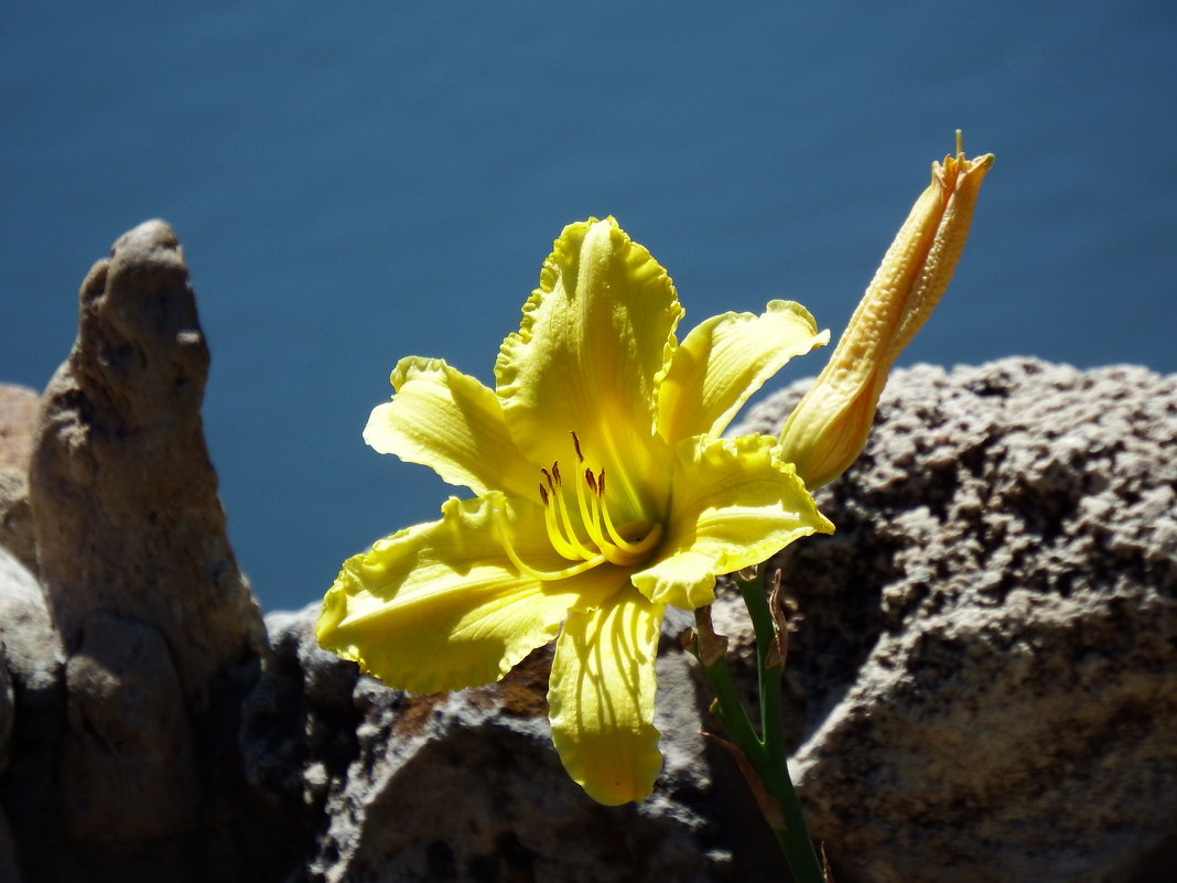 Солнечный цветок - Любовь Пилипенко 