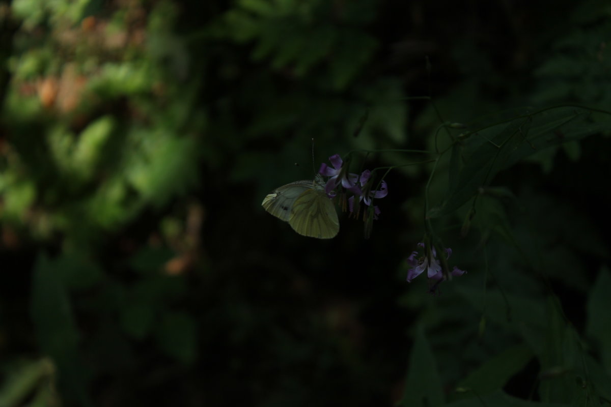 Butterfly. - Елизавета Бородина