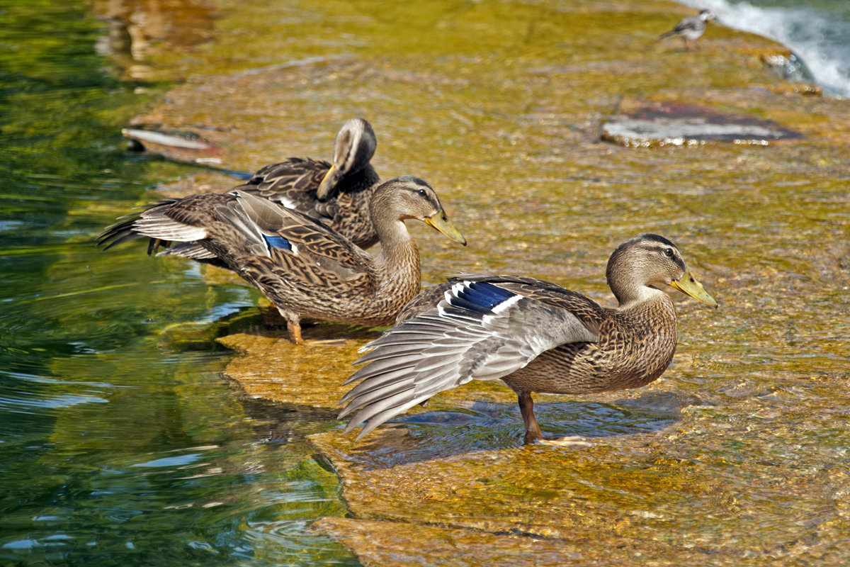 Duck`s cleaning - Roman Ilnytskyi