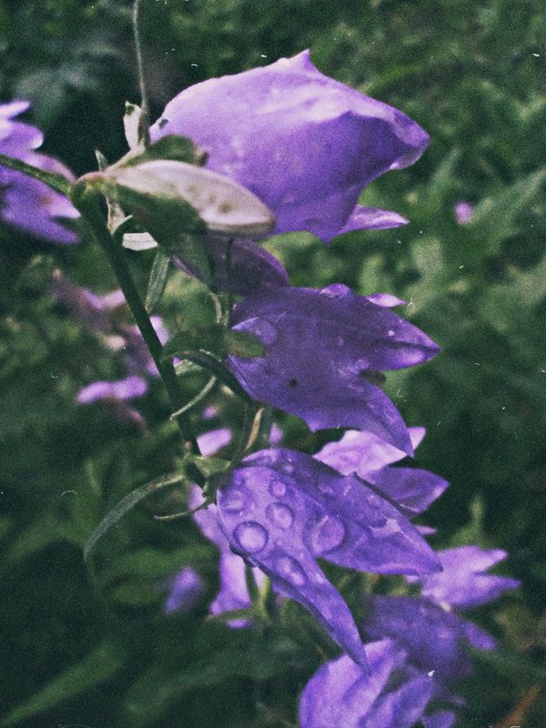 квітка після дощу. - Христя Мельниченко