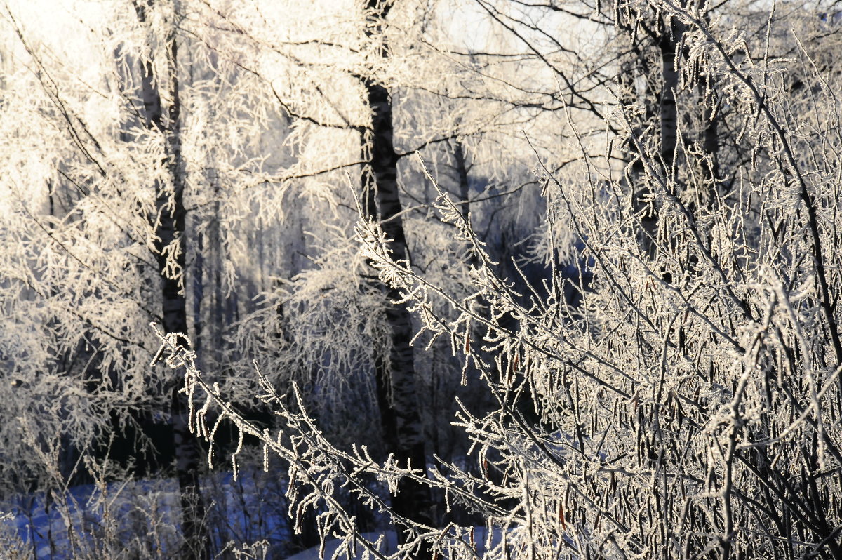 Зимний лес - Виталий Житков