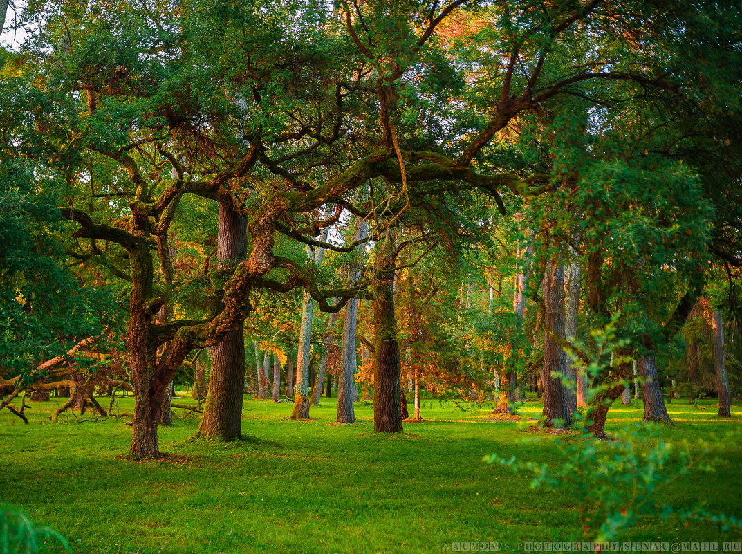 Сказочный лес - Сергей Наумов