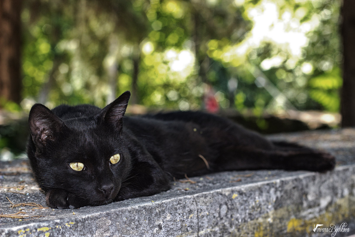 черный кот - Варвара Бычкова