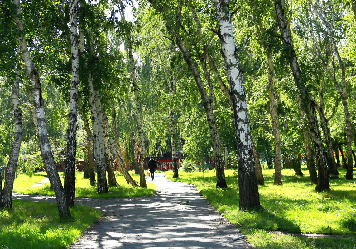 Старые берёзы в парке - Александр Садовский