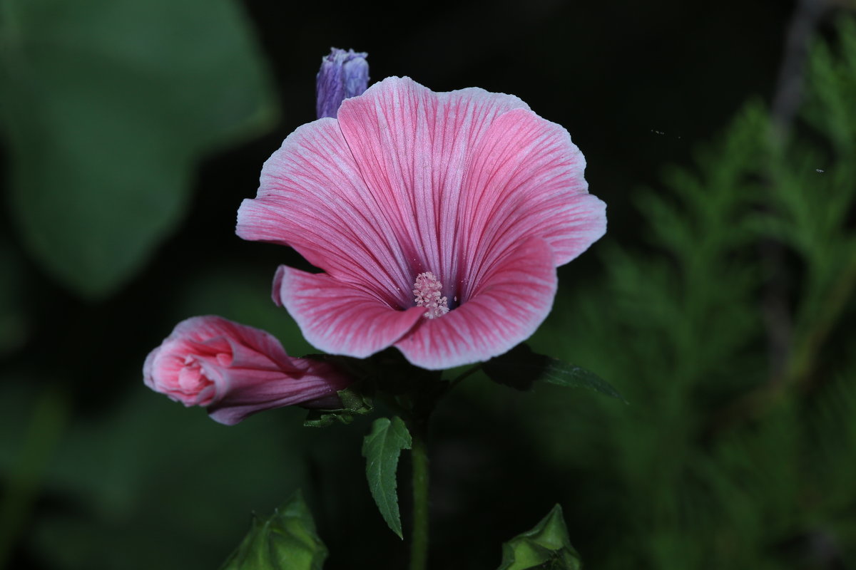 цветок в саду - Жанна 