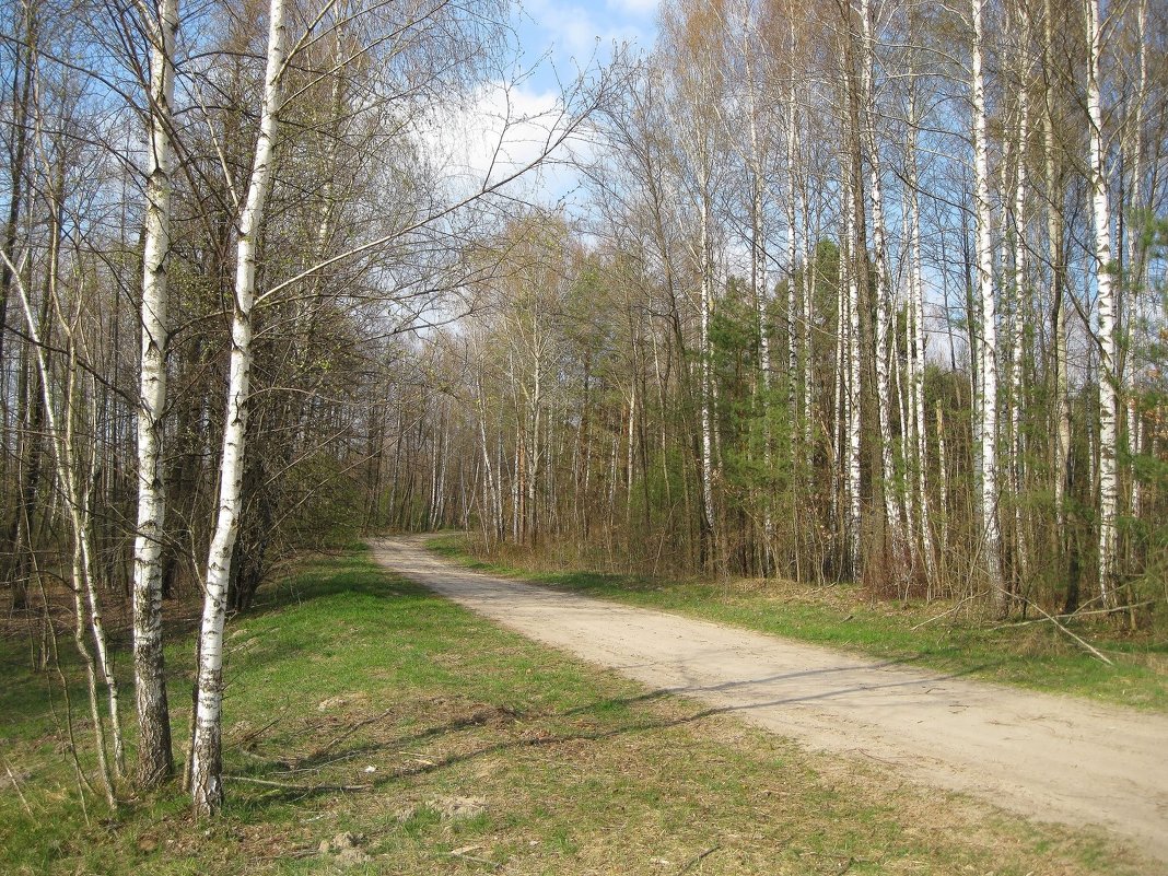 Весенний лес - Леонид Корейба