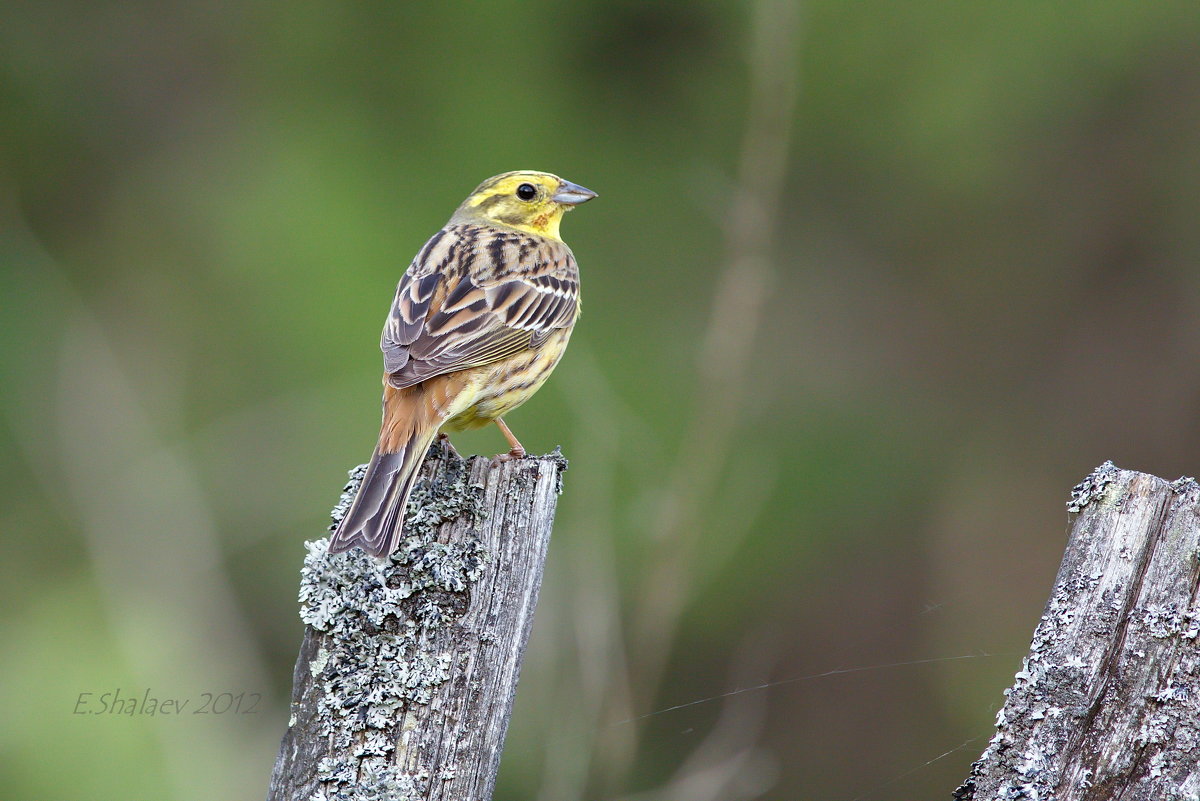 Обыкновенная овсянка - Emberiza citrinella - Евгений 