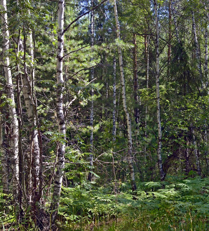 Смешанный лес - Владимир Дементьев