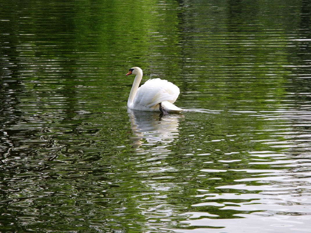 Белый лебедь на пруду... - ТАТЬЯНА (tatik)