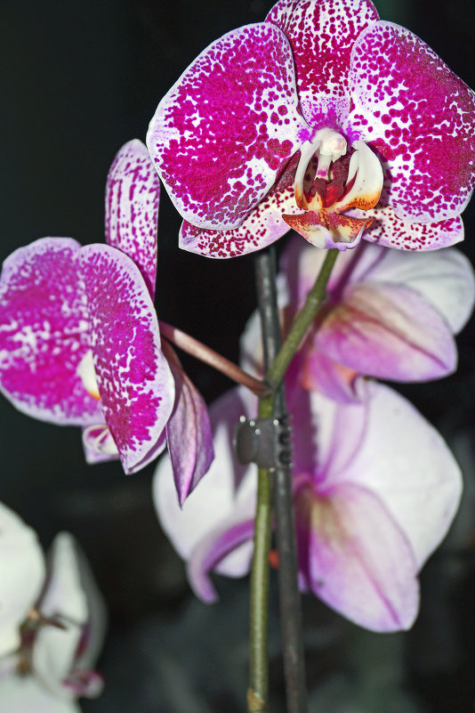 Цветение орхидеи - ildarn77 