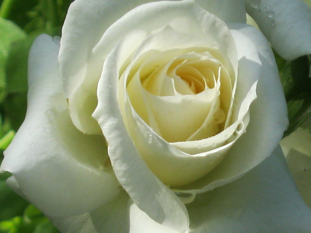 Кремовая роза - галина 