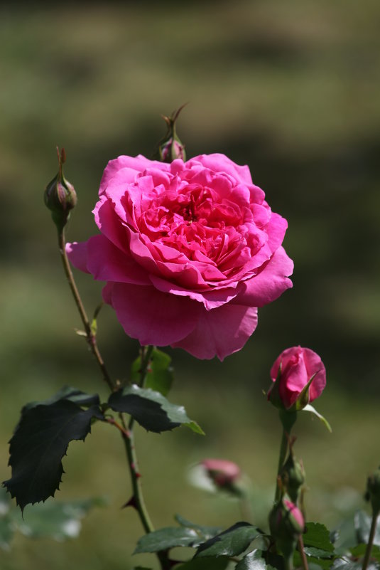 Роза в моем саду - Irina Fabien