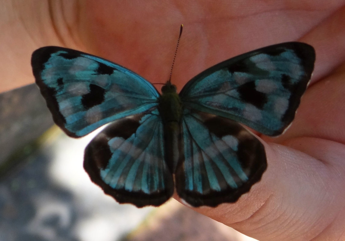 Бабочка-красавица, присела отдохнуть:) - Светлана Миняева