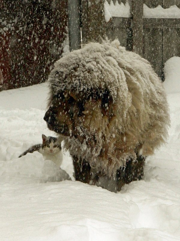 Пёс- снеговик - Сергей Босов
