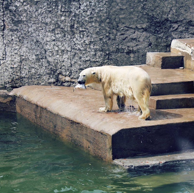 Белый медведь (300 парк) в Санкт-Петербурге - Дарья Егорова