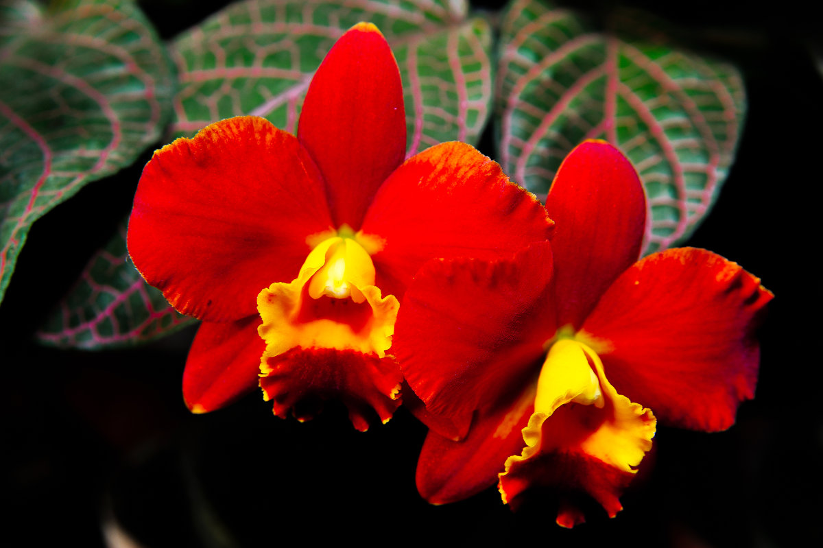 Две орхидеи - Илья Шипилов