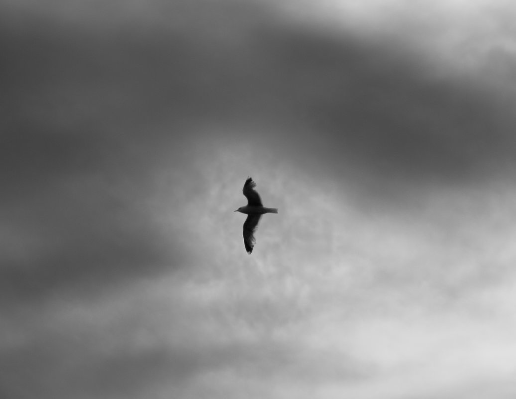 Одинокая птица - Даниил Николаев