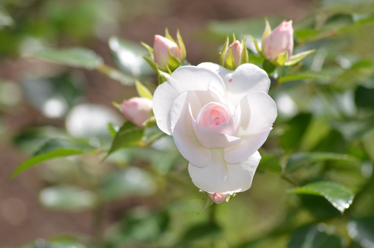 белые розы - Константин Трапезников