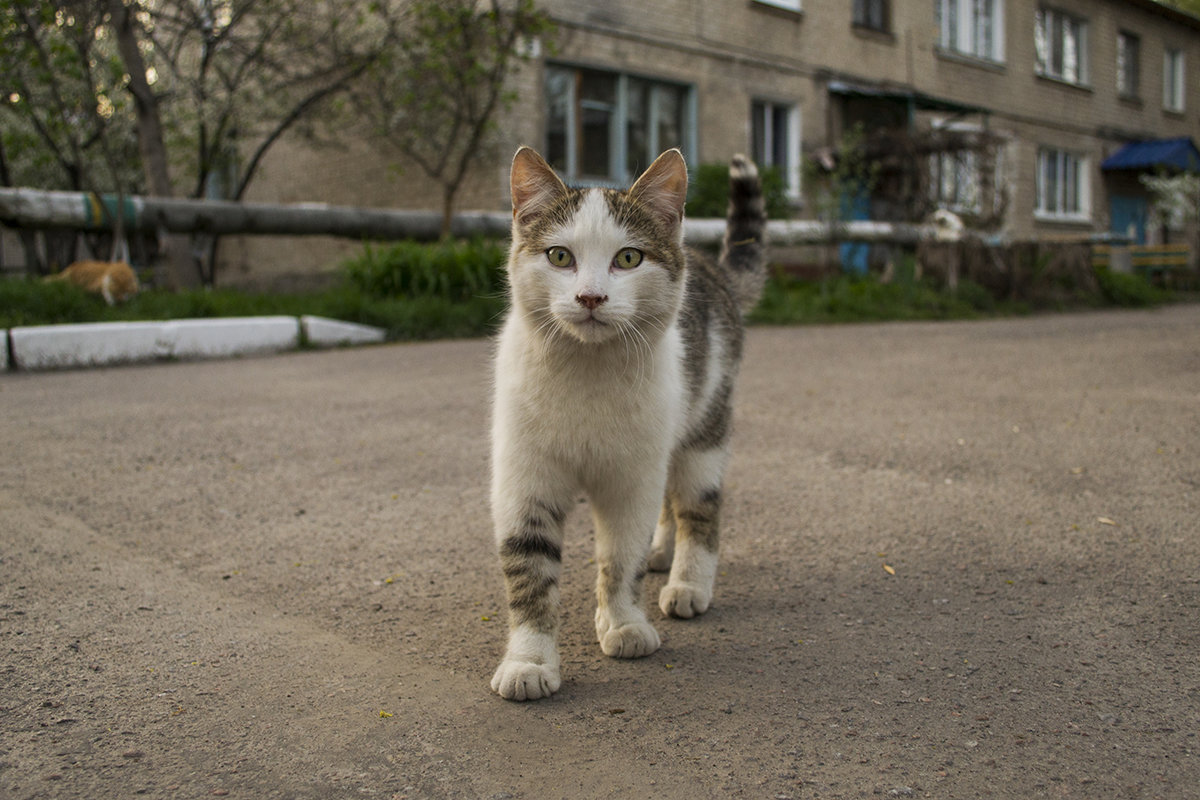 Любопытный котейка со двора - Богдан Петренко