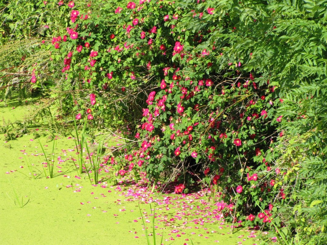 Шиповник над цветущим прудом - Ольга Иргит