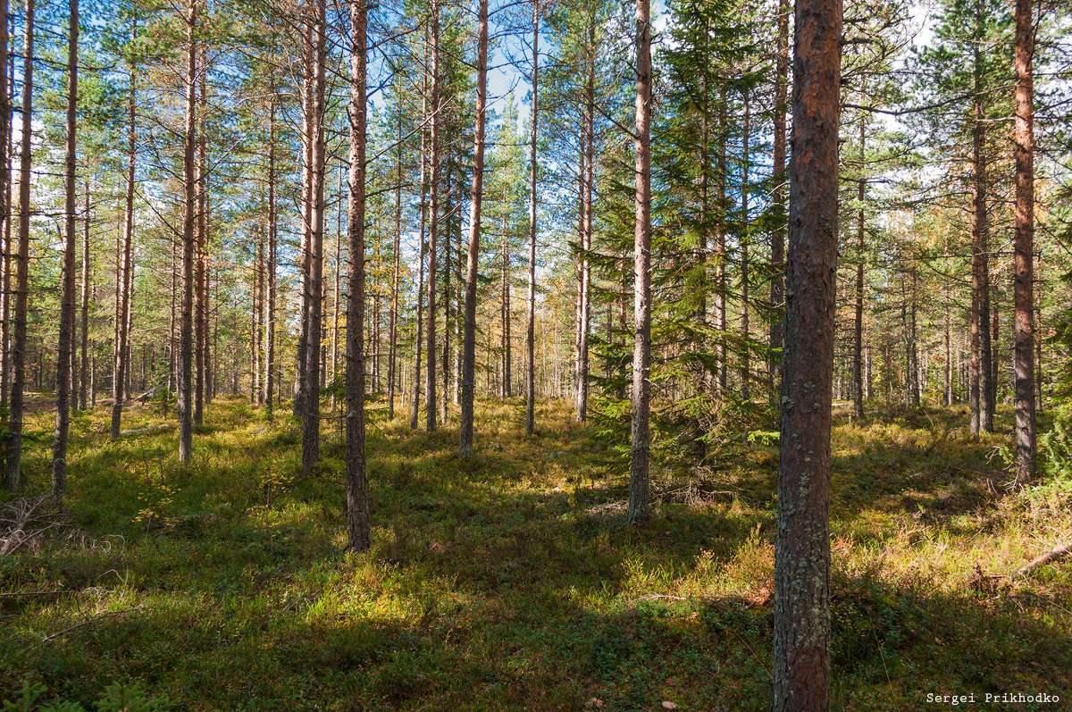 Прозрачный лес (2) - Sergei Prikhodko