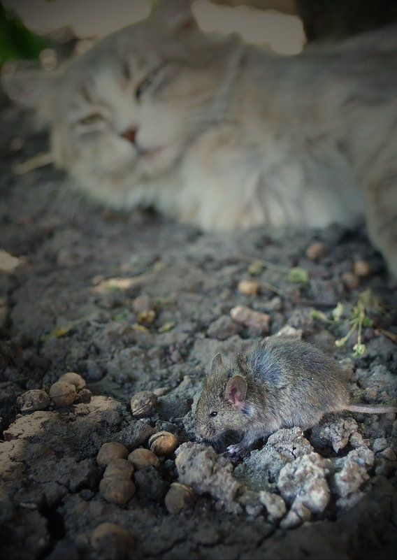 Кошка с мышкой - Ольга Нестерук
