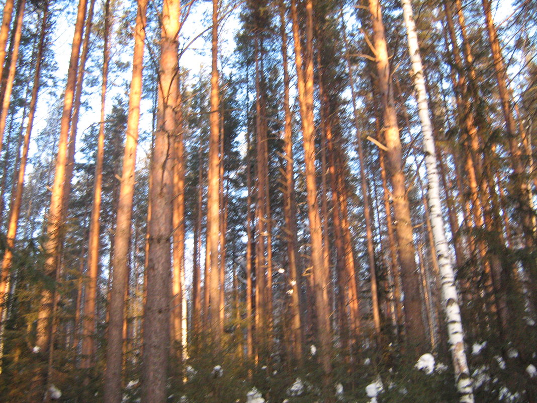 Зимний лес - Larissa1425 M