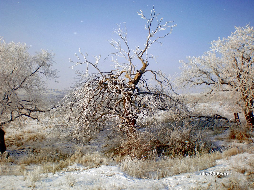 Дерево - Александр Машков (alex2009vm)
