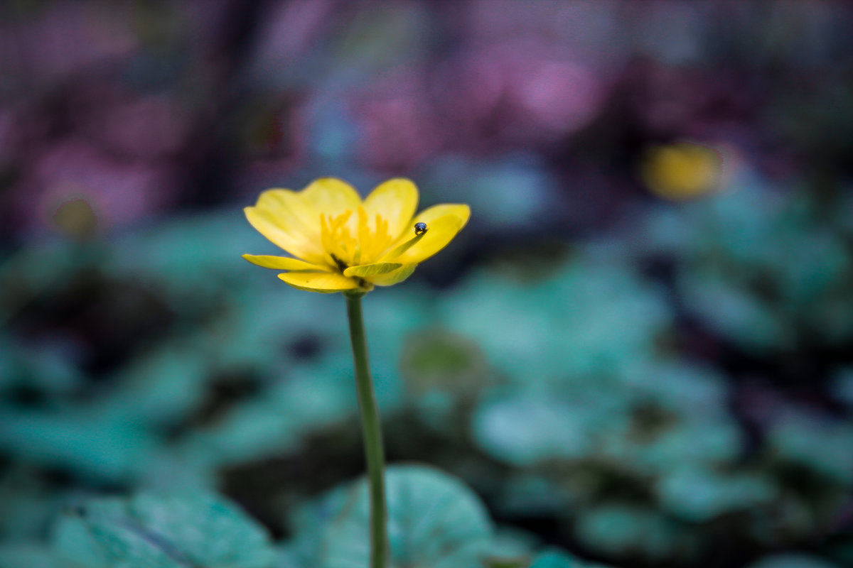 весна#насекомое#цветок - Ани Хачатрян