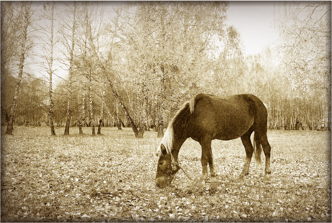 про одинокую лошадь в осеннем лесу)) - Александр 