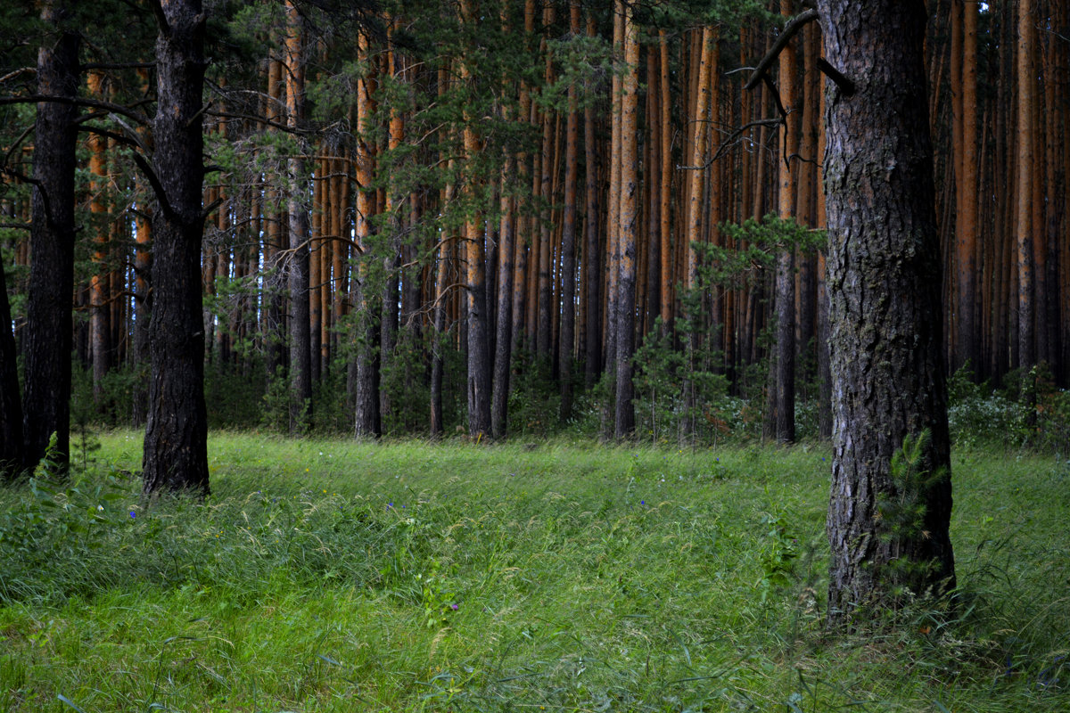 В хвойном лесу - Анастасия Курганова