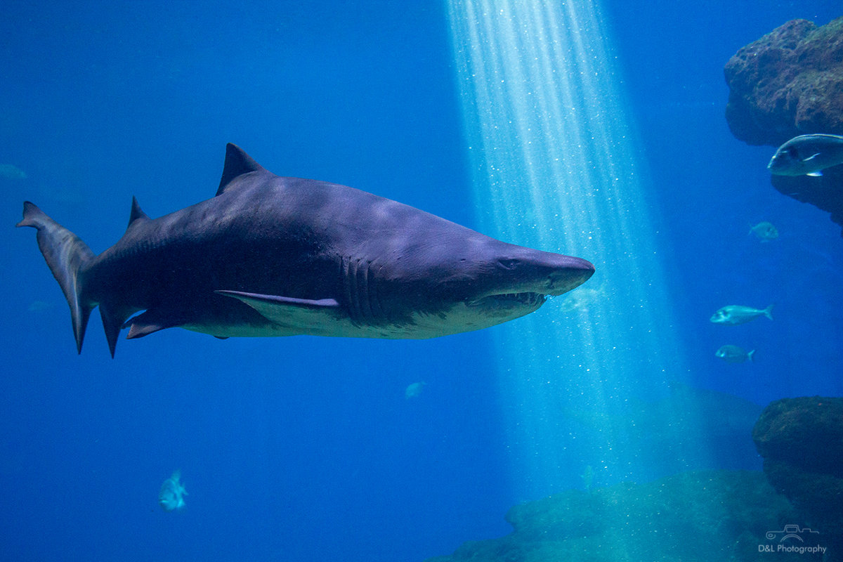Акула в Palma Aquarium - Дмитрий Мантуш