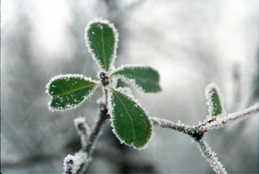 green in winter - Anastasia GangLiON