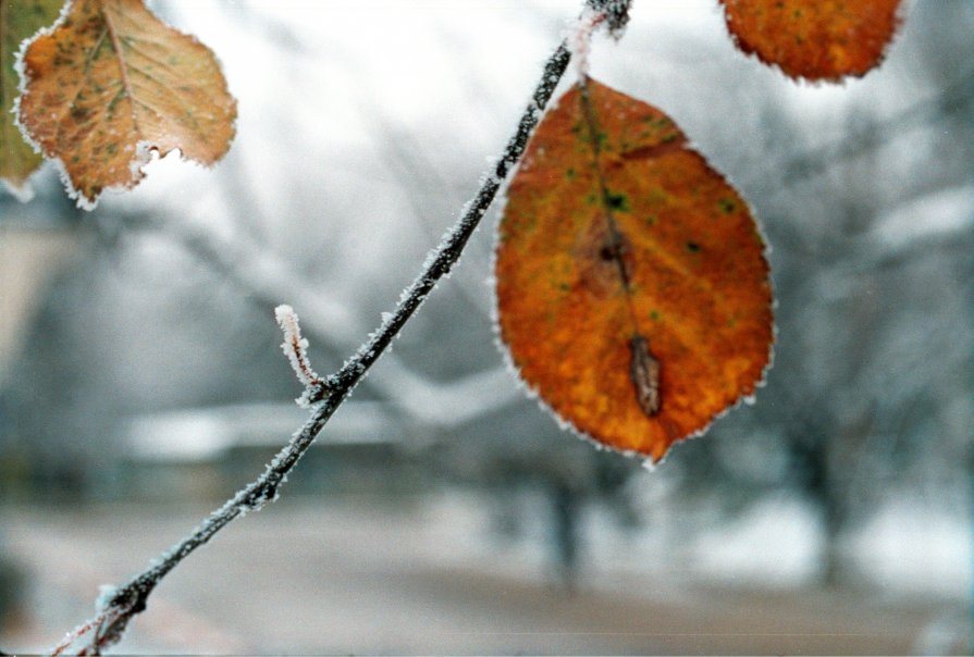 orange in winter - Anastasia GangLiON