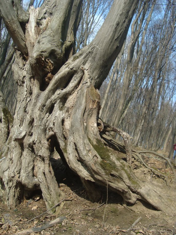 Деревце - Марія Попіль