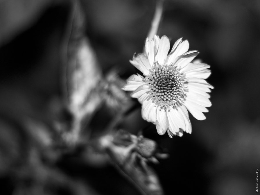 цветок осени - Михаил Рублевский